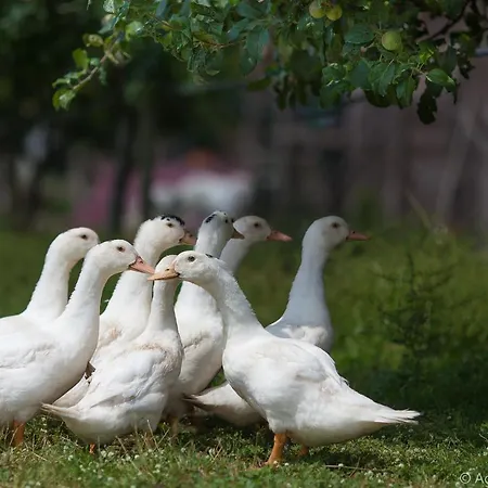 Agriturismo Pulicaro アックアペンデンテ