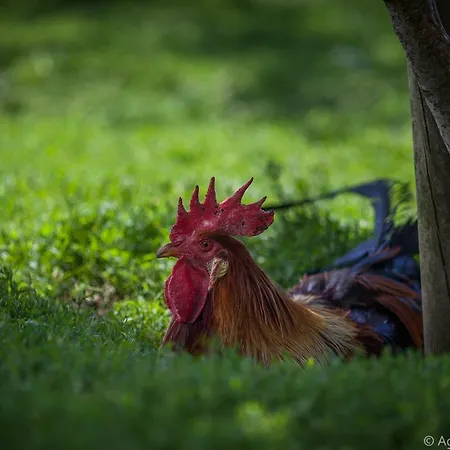 Agriturismo Pulicaro * Acquapendente